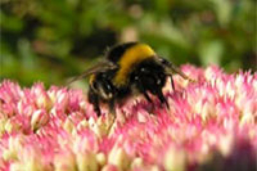 bee