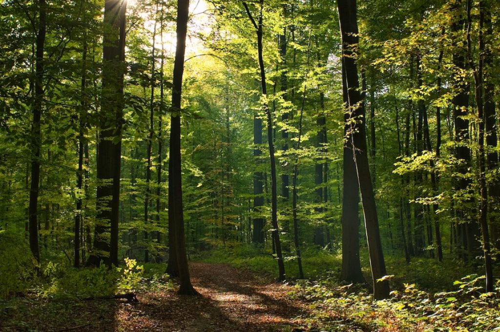 A vertical shot of the For√™t de Soignes, Belgium, Brussels with the sun shining through the branches
