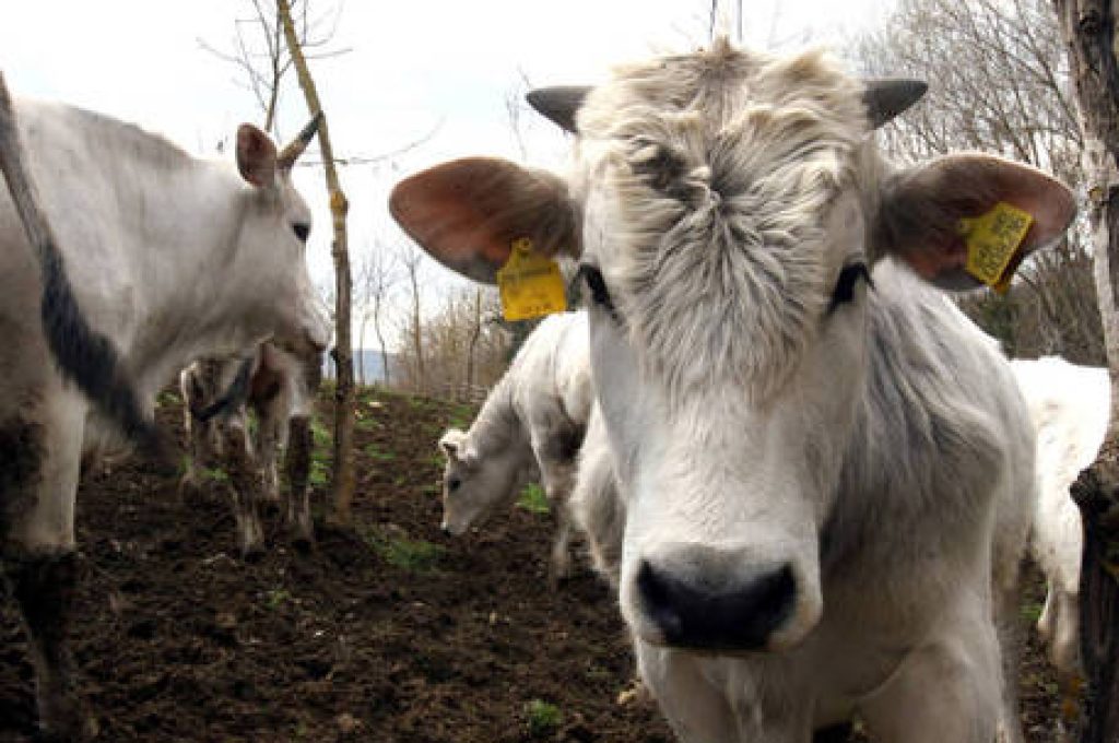 20050331-PANZANO-FIRENZE-COMMEMORAZIONE DELLA BISTECCA ALLA FIORENTINA. Alcune mucche di razza Chianina, pascolano in libert nei campi dell' Azienda Agricola Fontodi di Panzano, da dove il macellaio poeta Dario Cecchini prende la sua carne. MARCO BUCCO/ANSA.