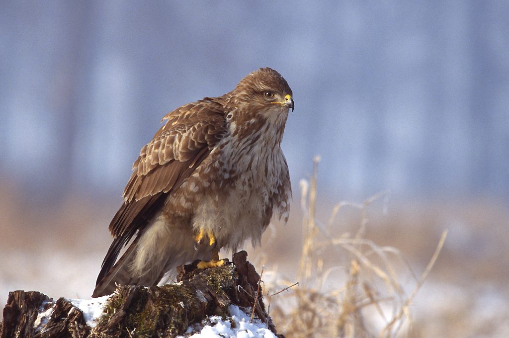 buteo_buteo_1_lukasz_lukasik1