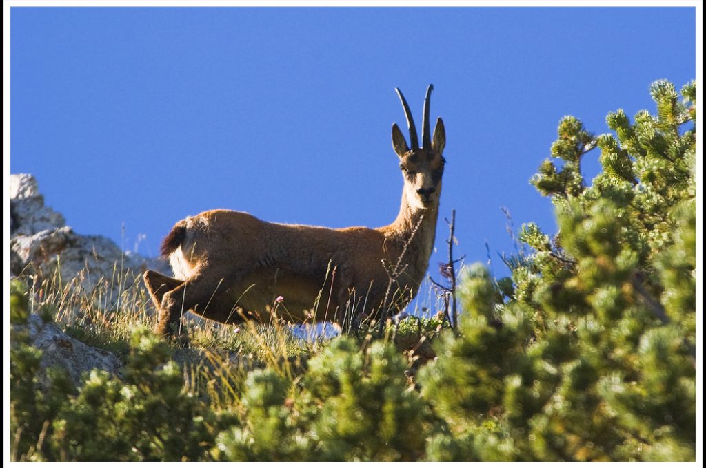 camoscio-appenninico-a194102451