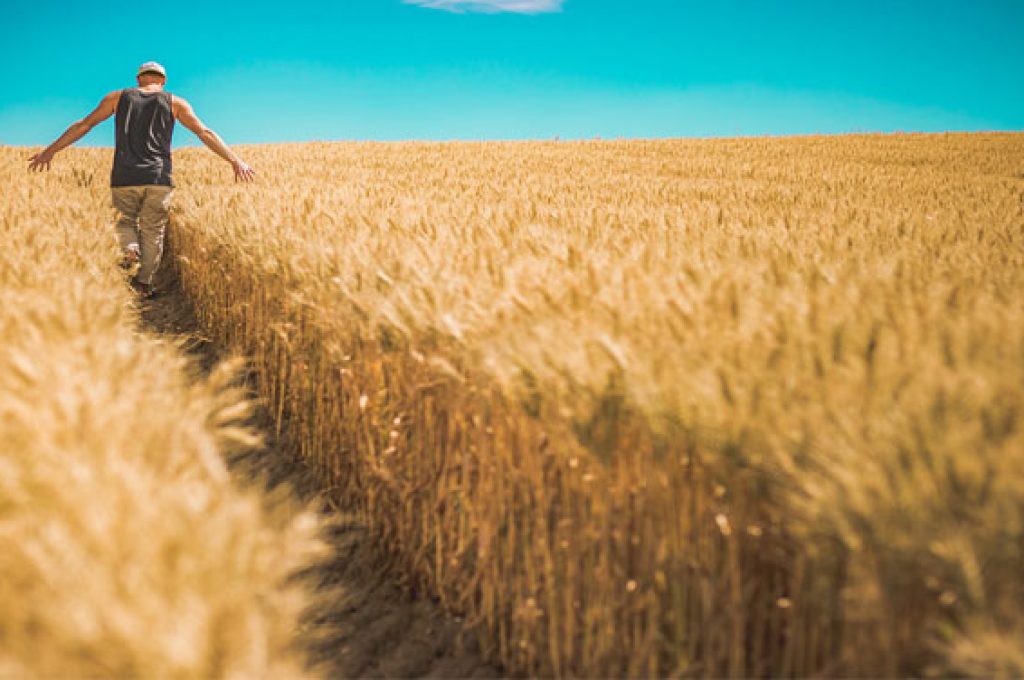 campo di grano