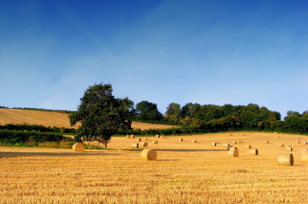 campo_di_grano_con_rotoballe