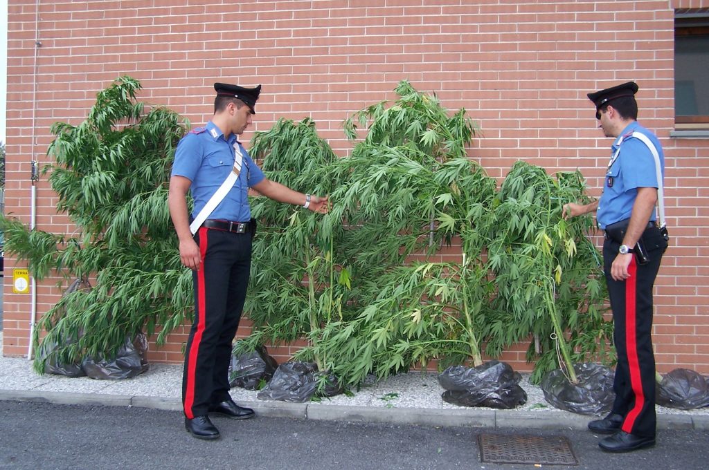 canapa-indiana-con-cc