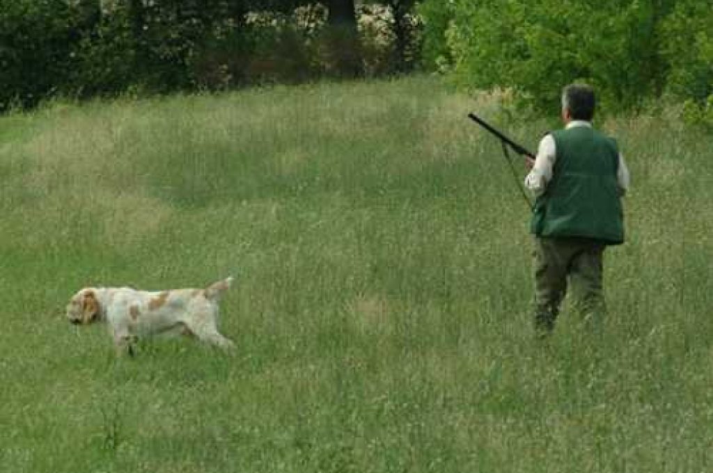 cane-caccia