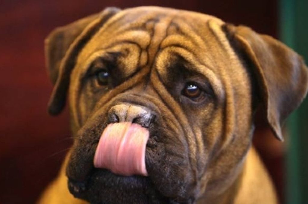 cane-con-lingua-fuori