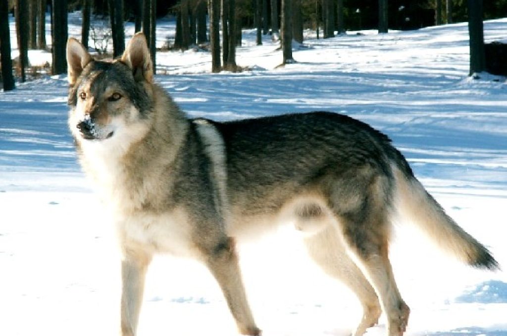 cane lupo-cecoslovacco