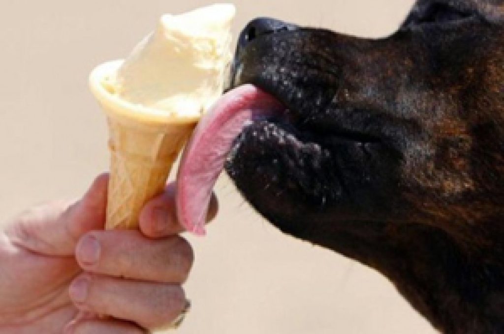cane-mangia-gelato