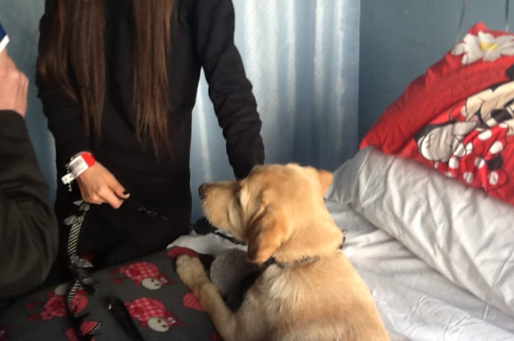 cane ospedale