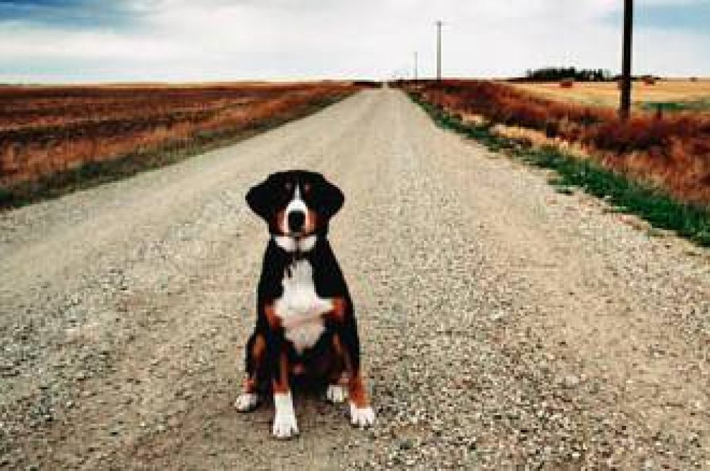 cane_randagio_corbis_jpg_871977061