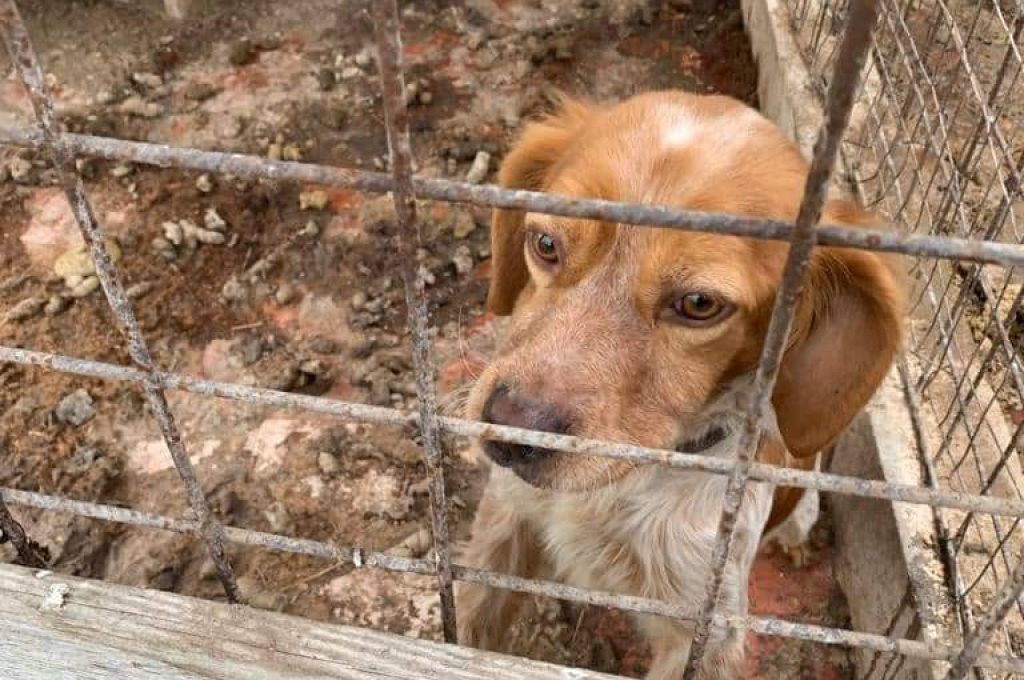 cani_recuperati_intervento_Perugia