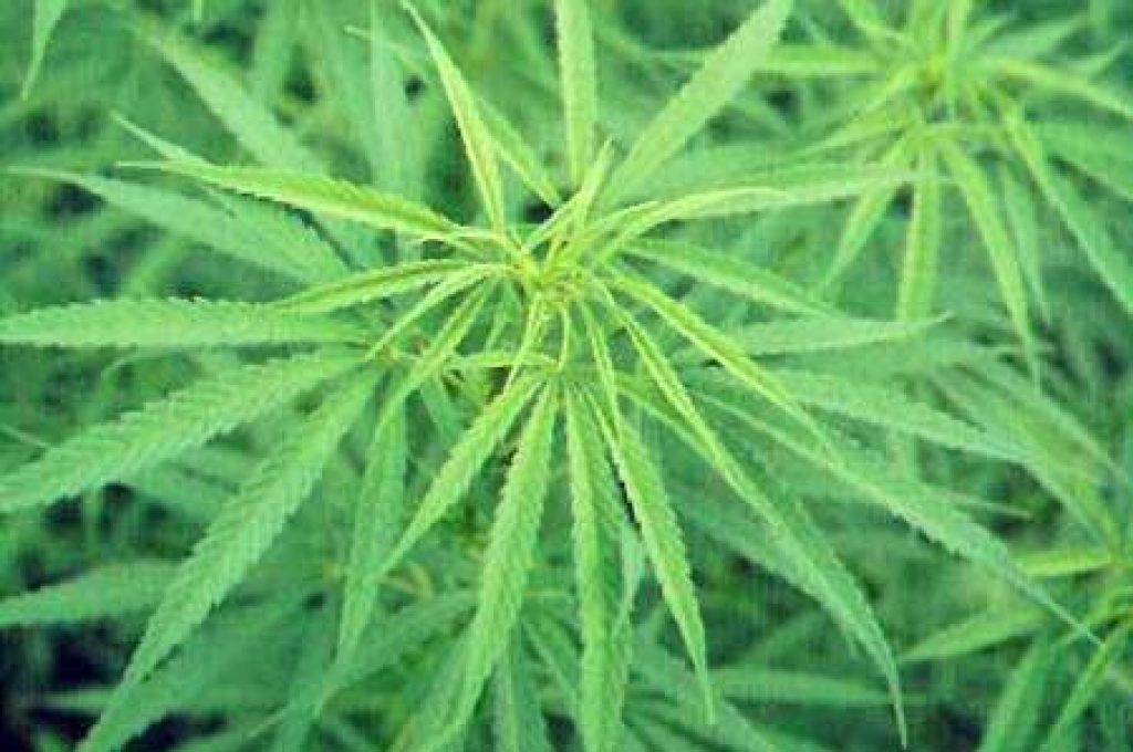 cannabis_021