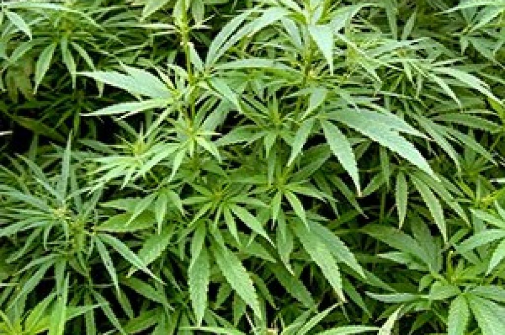 cannabis_sativa1