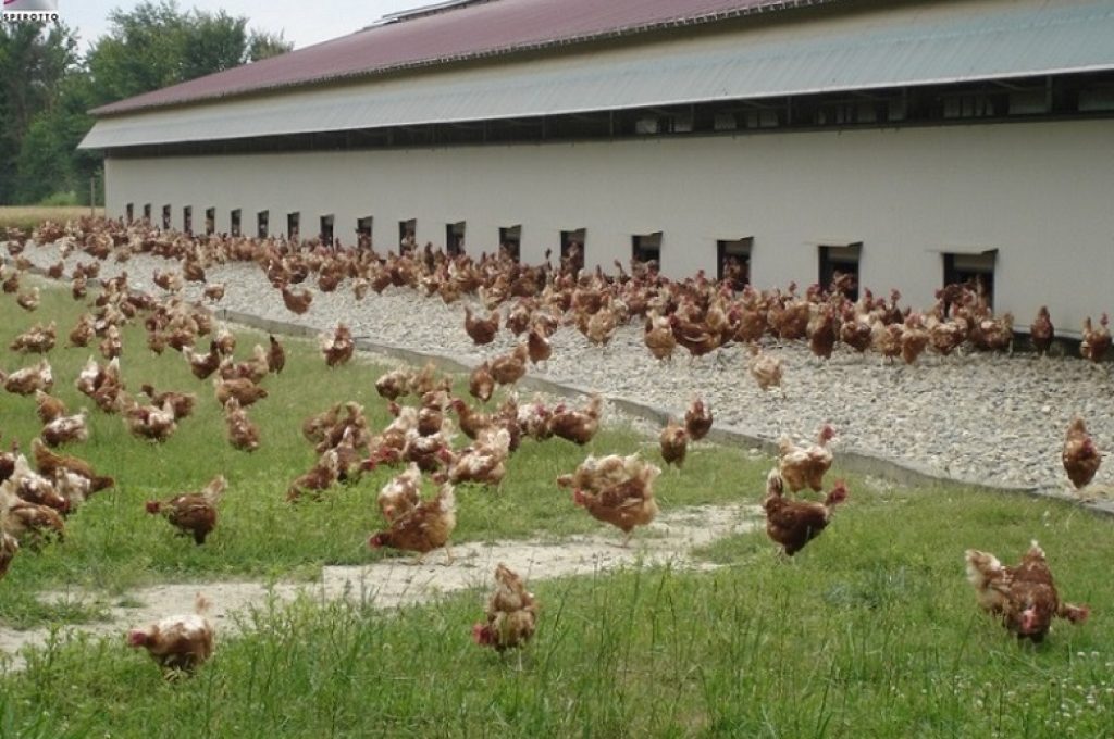 capannoni_per_allevamento_free_range_e_biologico_04