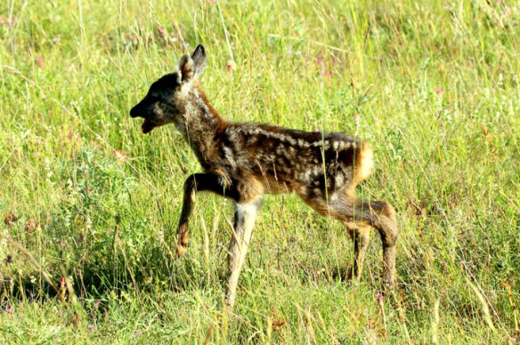 capriolo ( foto di Carlo Vecchioli)