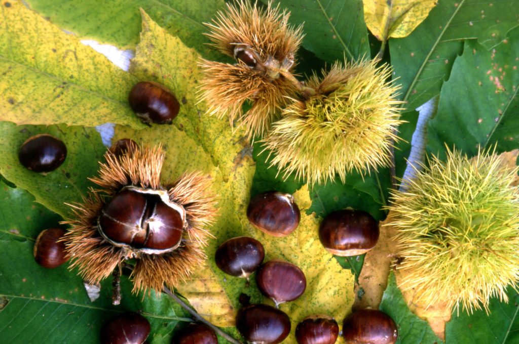 castagne
