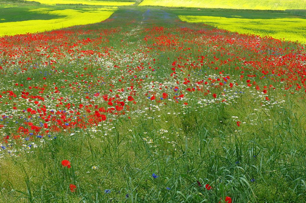 castelluccio-di-norcia