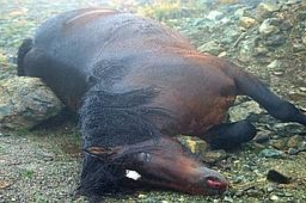cavallo-morto1