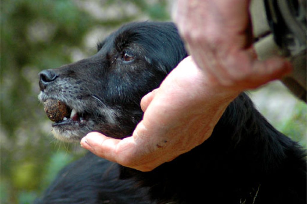 cercatore_tartufo_cava