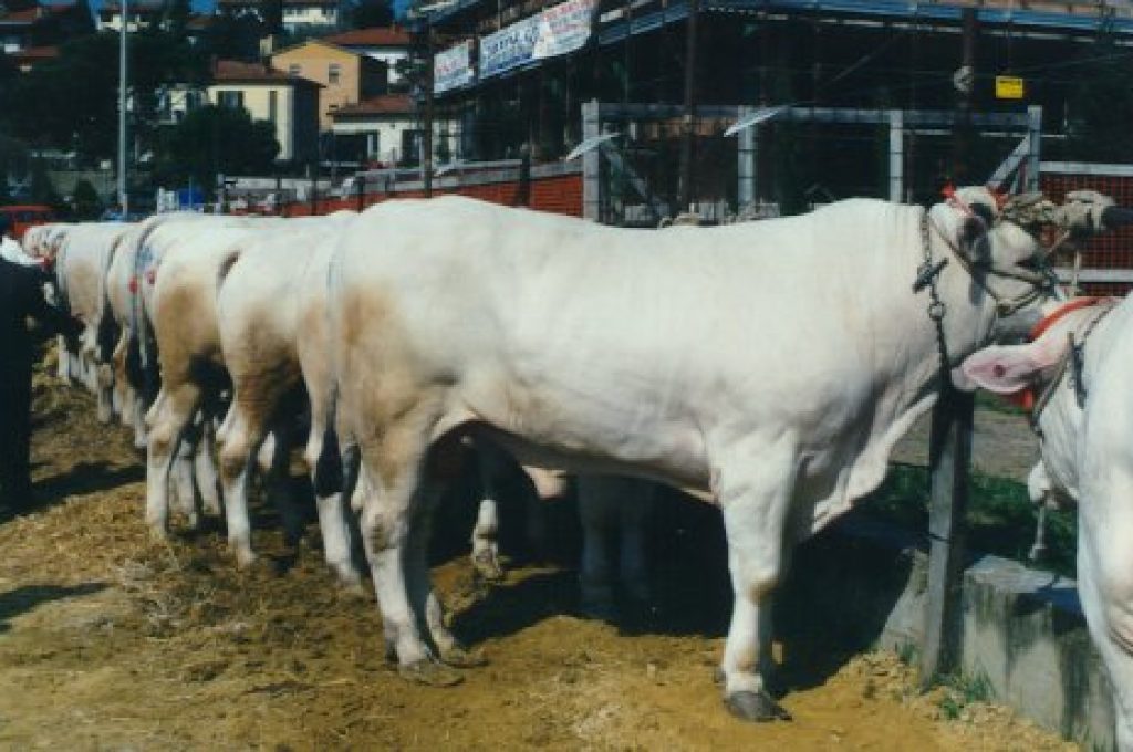 chianina