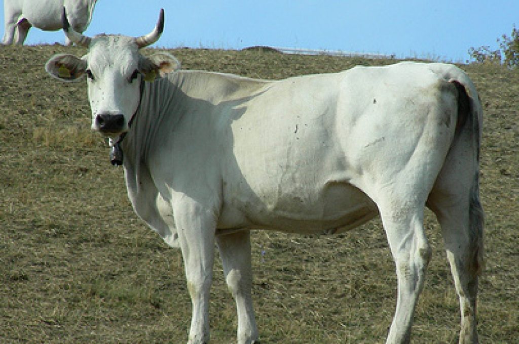 chianina