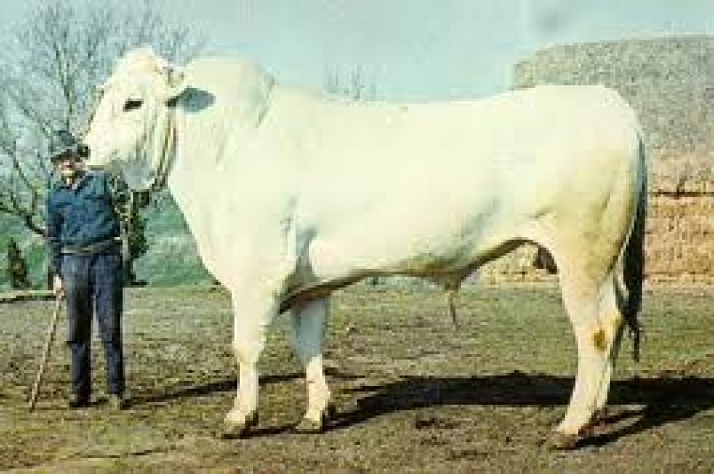 chianina-toro
