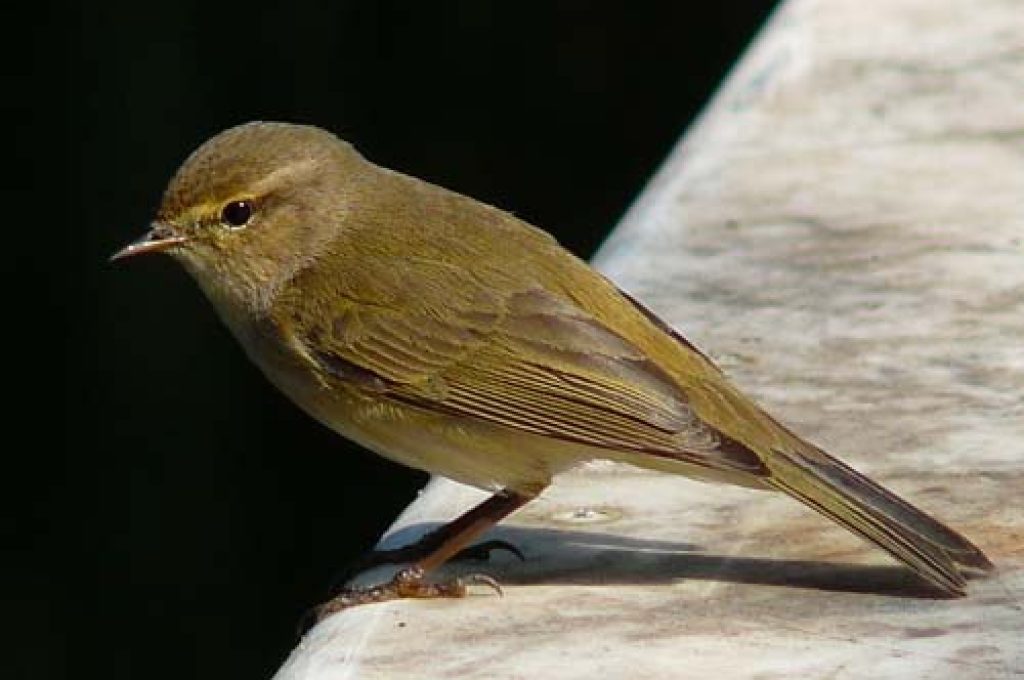 chiffchaff-phylloscopus-collybita