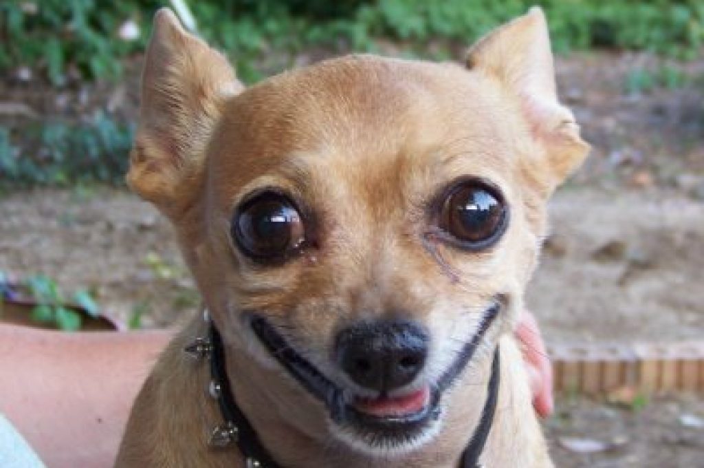 chihuahua
