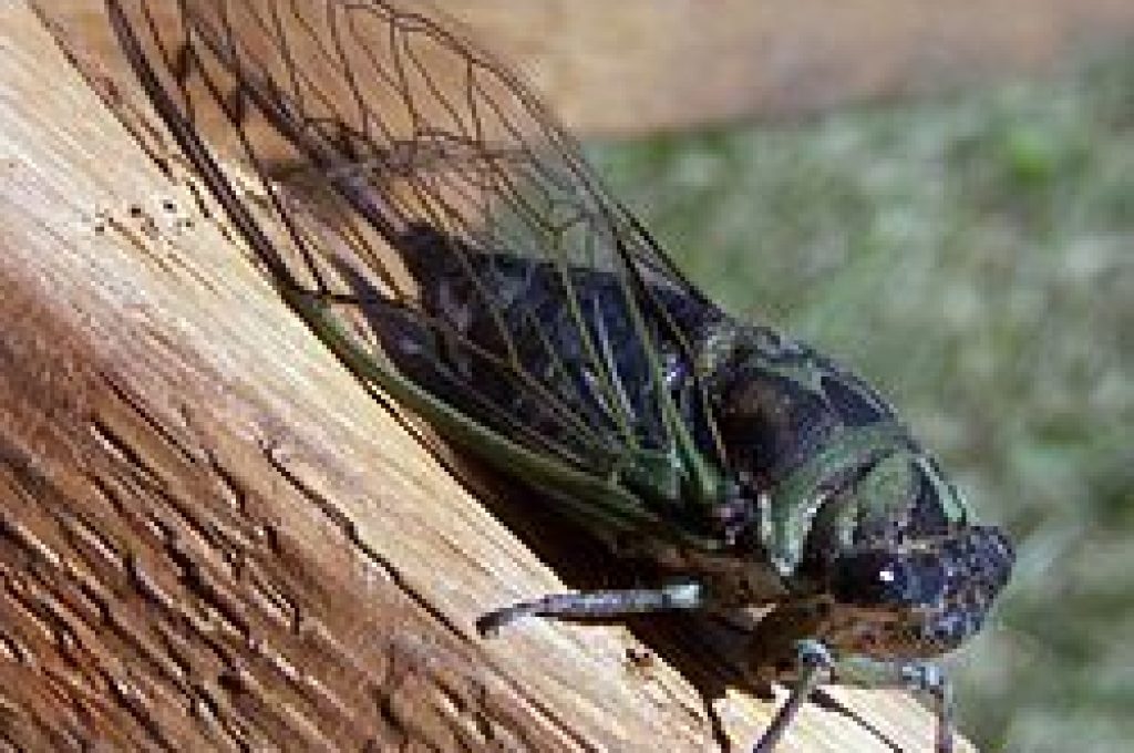 cicala