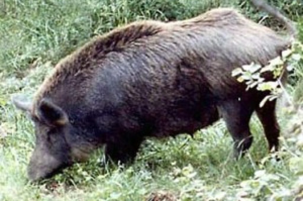cinghiale-300x224