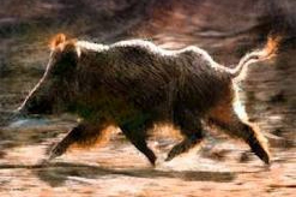 cinghiale