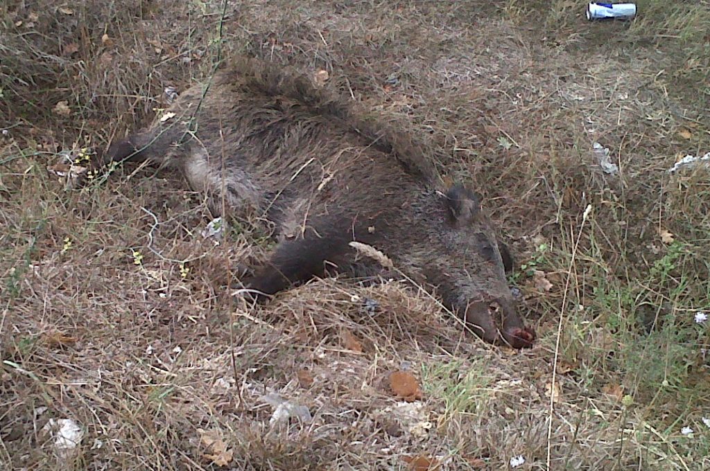 cinghiale-morto-1