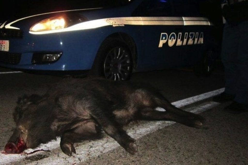 cinghiale morto