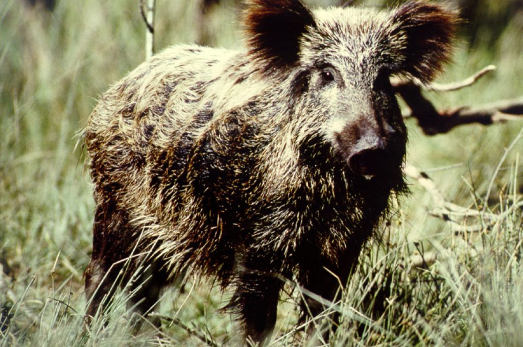 cinghiale2