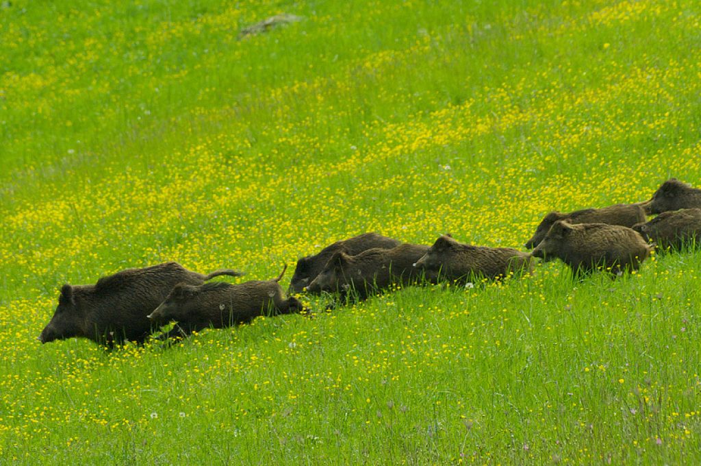 cinghiale3