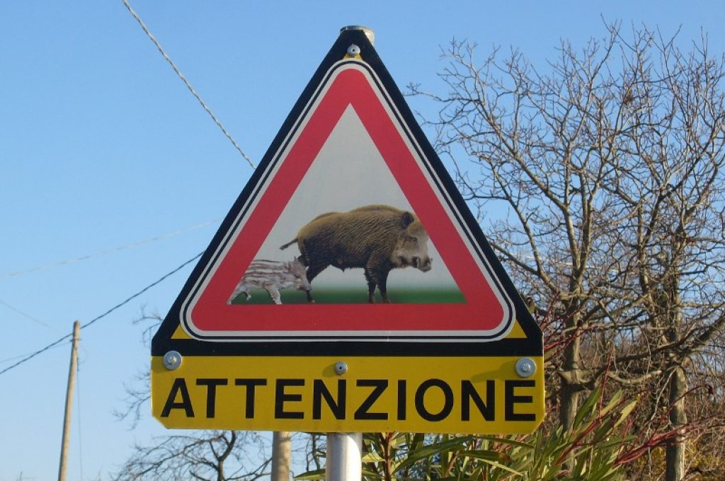 cinghiali cartello