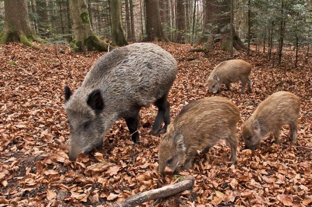 cinghiali2