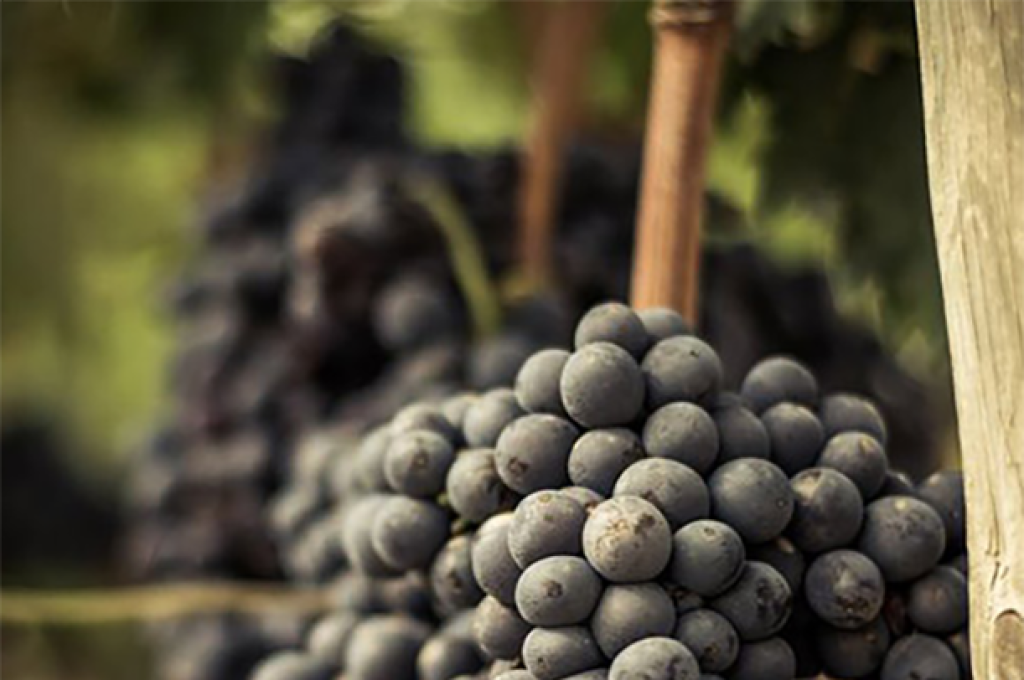 città del vino