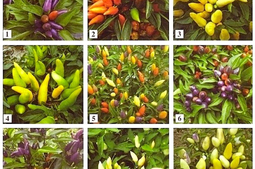 coltivazione-peperoncino