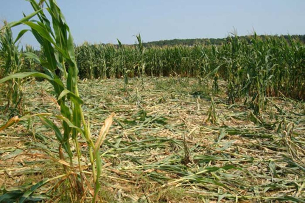 danni_agricoltura_cinghiali