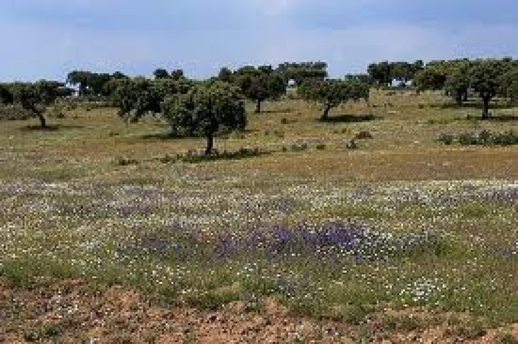 desertificazione