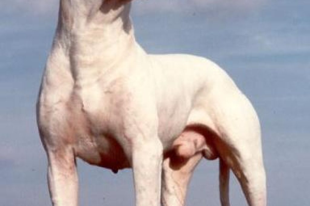 dogoargentino1