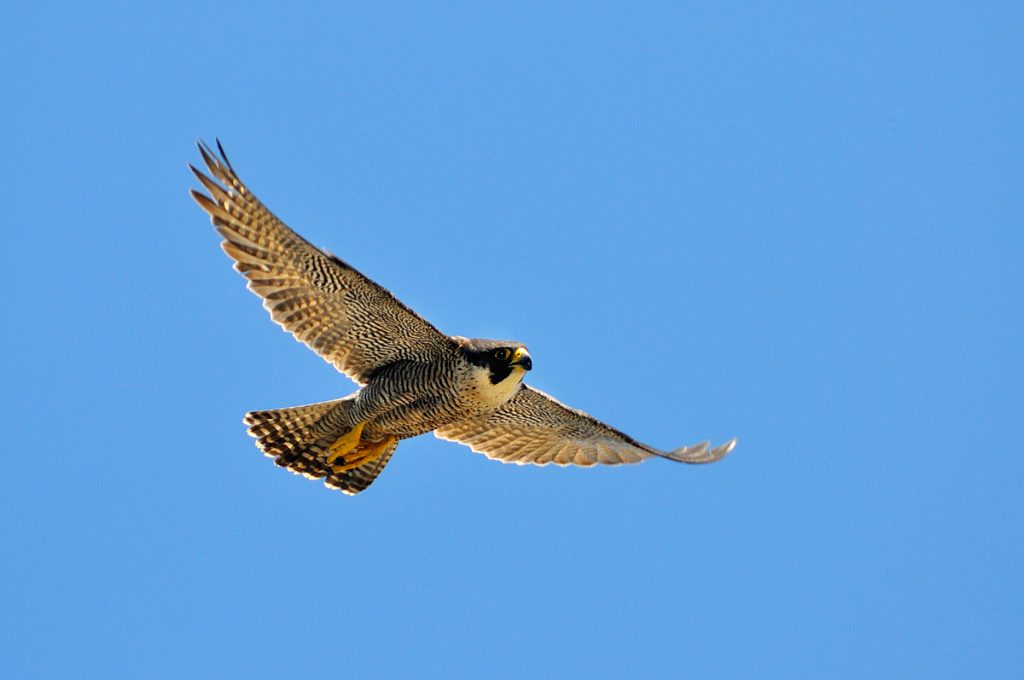 falco pellegrino_MSN0472