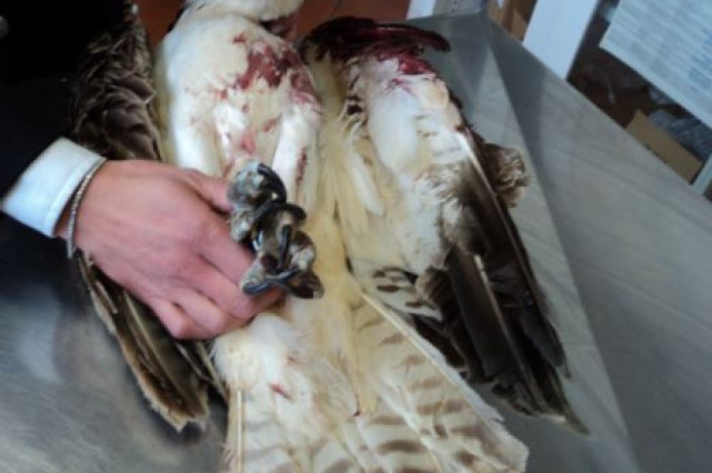 falco-pescatore agrippa