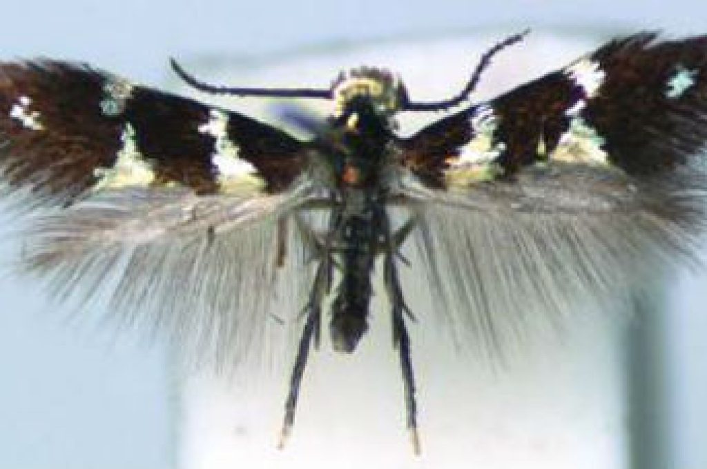 farfalla