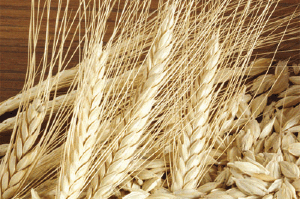 farro1