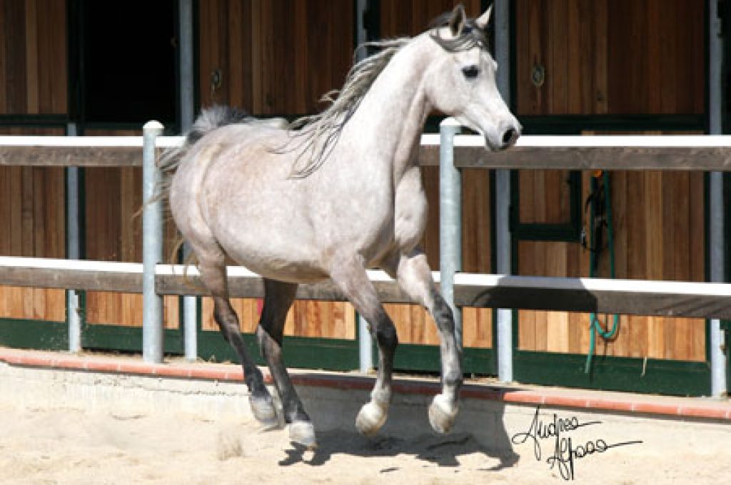 festival-cavallo-arabo