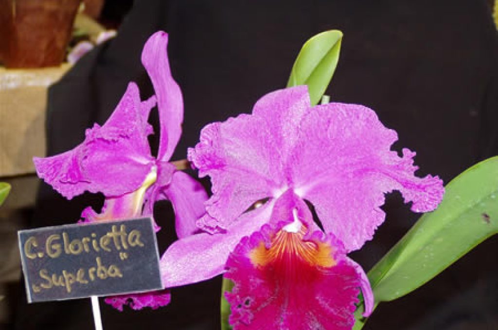 fiera-verde-marsciano