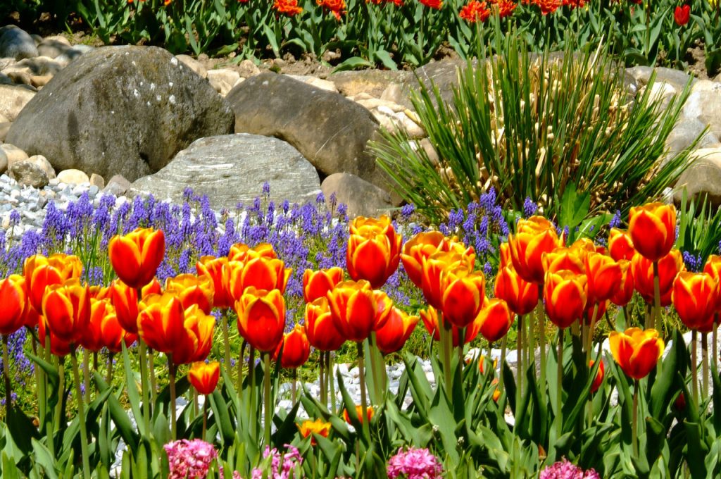 fiori