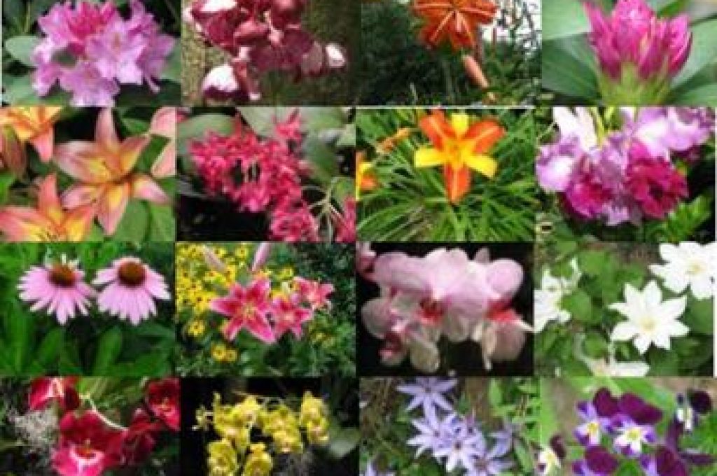 fiori_e_piante_una_passione_degli_italiani_articolo1